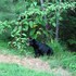 ellijay