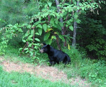 ellijay
