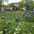 live oaks bed and breakfast