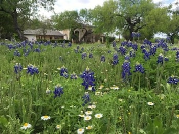 live oaks bed and breakfast