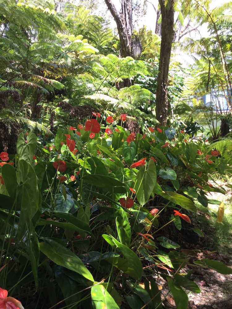 hale ohu bed and breakfast