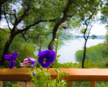 beaver lake cottages