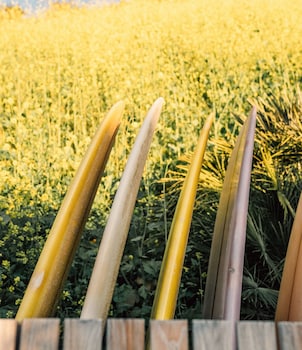 the surfrider malibu