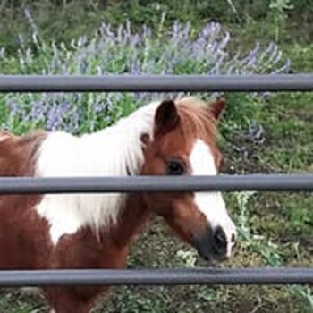 city on a hill at spring creek