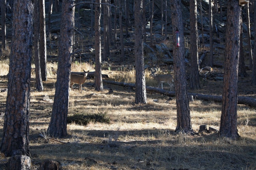Elk Haven Vacation Cabins,Rapid City>>Custer,3 star