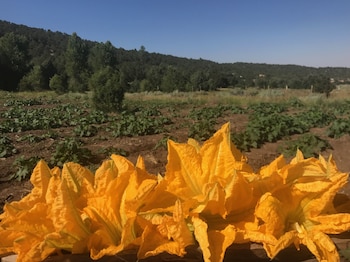 taos goji farm and eco lodge retreat