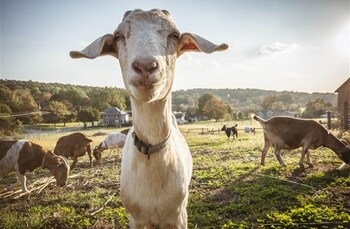 frush farm bed and breakfast