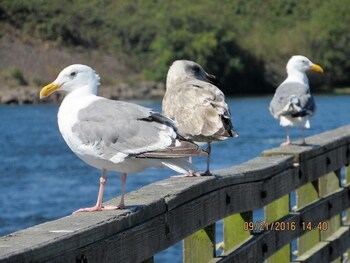 waldport