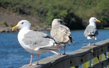 waldport