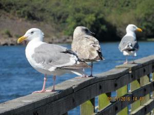 waldport