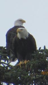 waldport