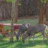 whispering pine cabins