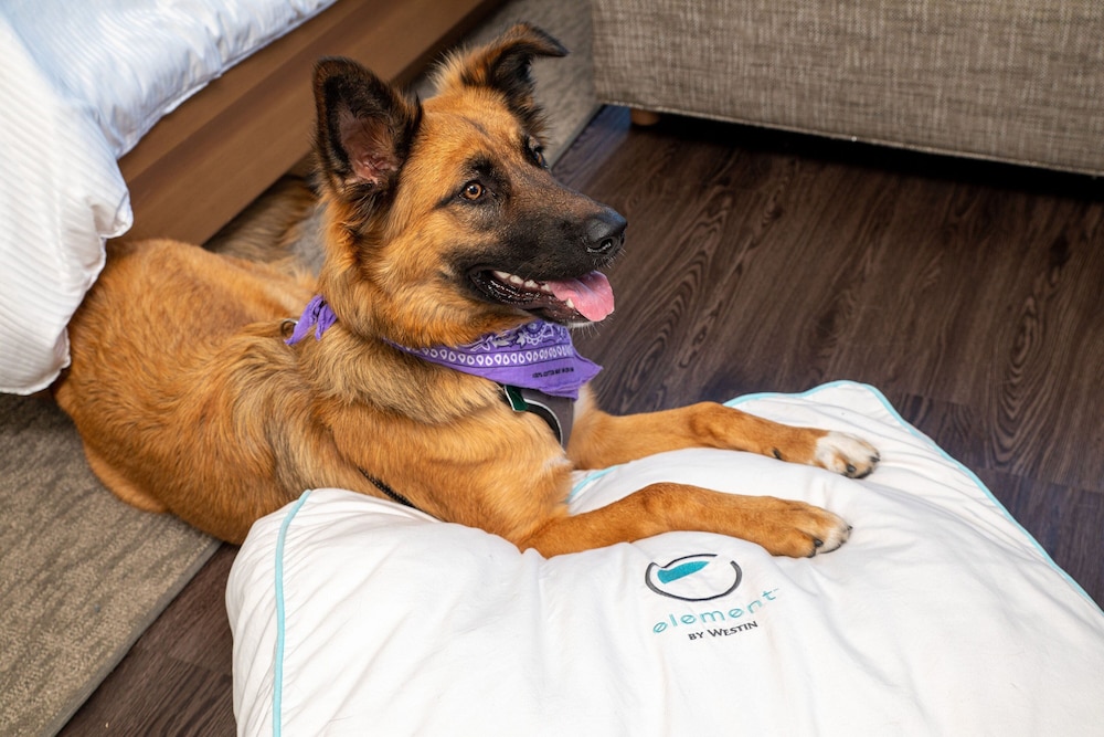 element austin downtown