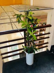 binh duong 2 hotel