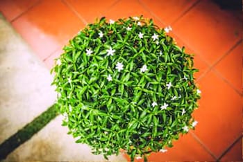 tam coc rice fields resort