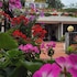 sapa village hotel