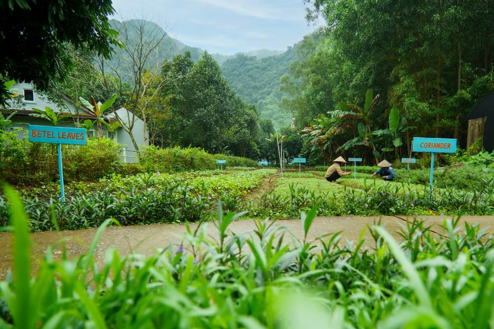 chay lap farmstay