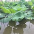 ninh binh