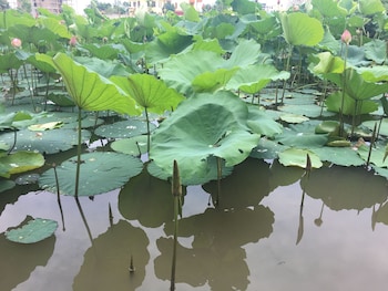 ninh binh