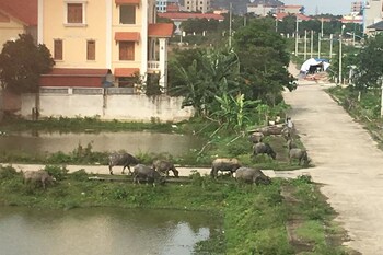 ninh binh