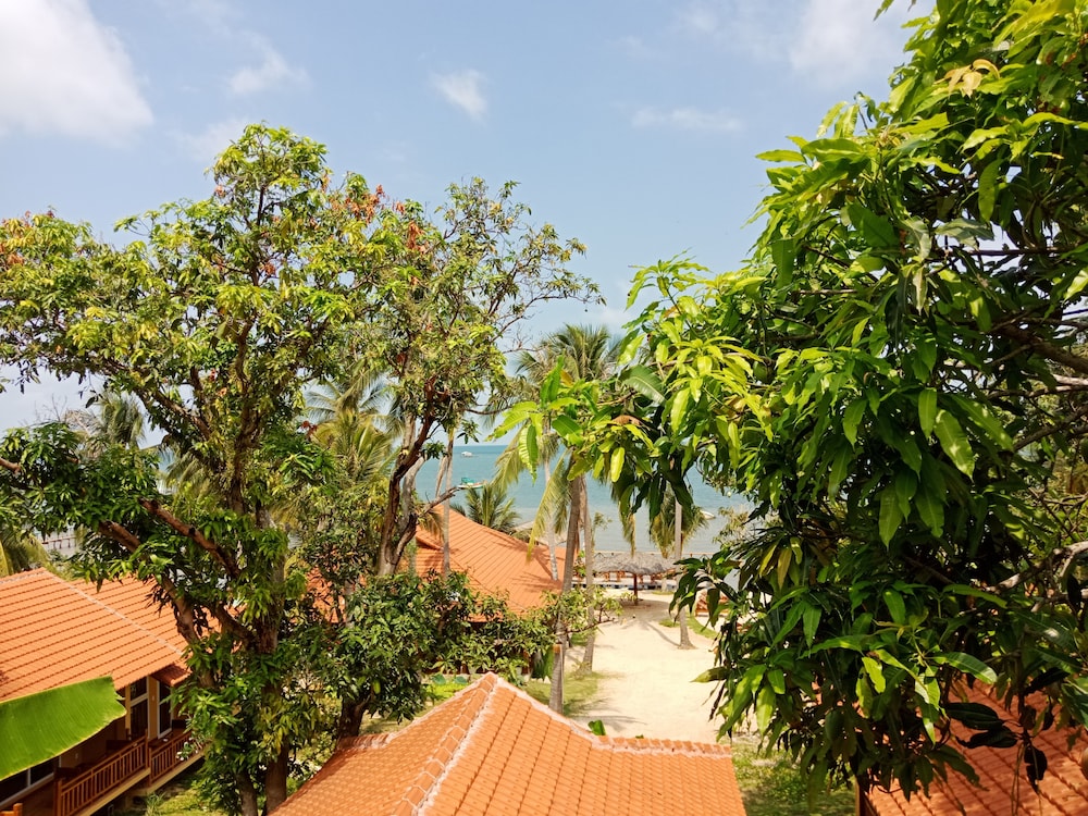 mango beach resort