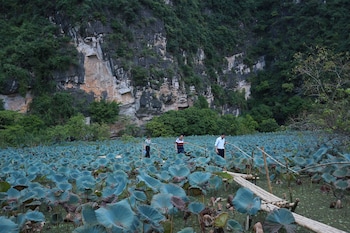 hoa lu
