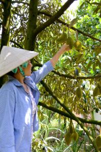 the durian lodge at mekong