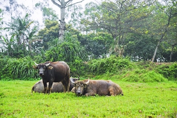 hoang giang homestay