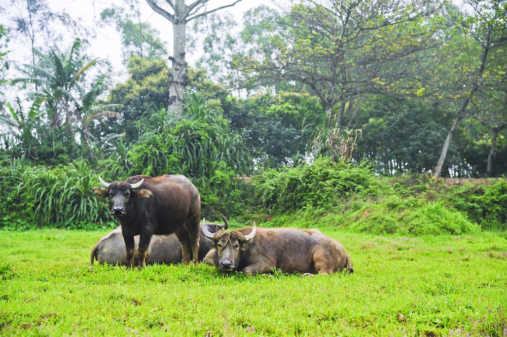 hoang giang homestay