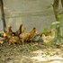 hoang giang homestay