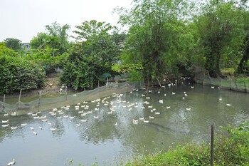 hoang giang homestay