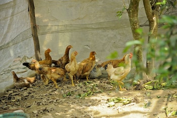 hoang giang homestay
