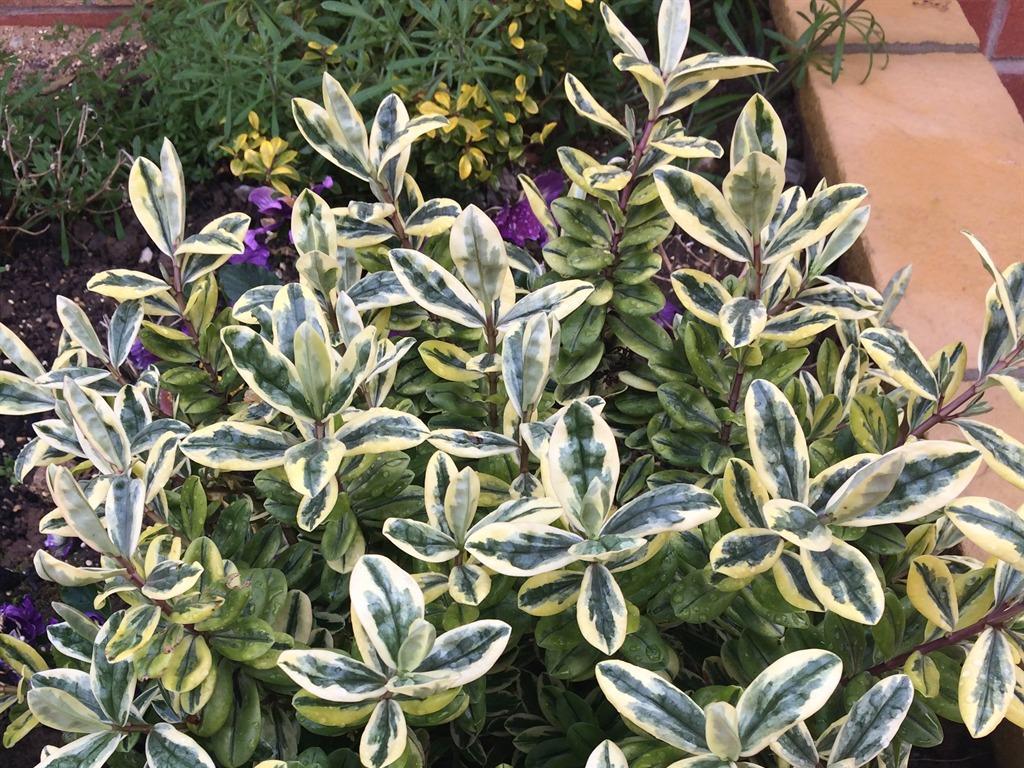 simplystay lincoln road