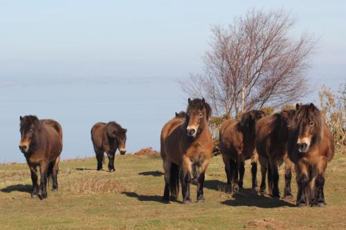 exmoor house dunster adults only