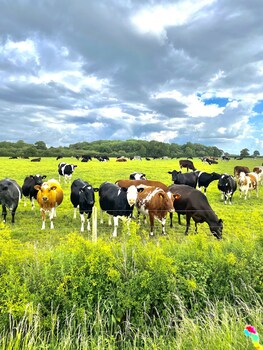 New Farm Bed & Breakfast,Cheshire East>>Cheshire,4 star