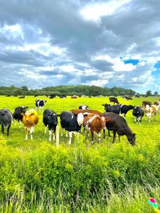 new farm bed and breakfast