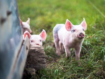 Helen Browning's Royal Oak,Carterton>>Ashbury,3 star
