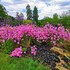 royal tunbridge wells