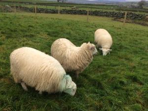 Y Giler Arms,Betws-Y-Coed,3 star