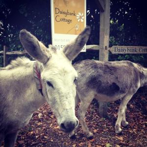 daisybank cottage
