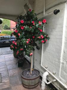 newcastle under lyme