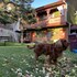 bolu