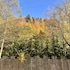 bolu