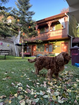 bolu