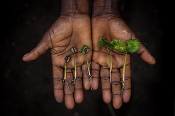 utengule coffee lodge