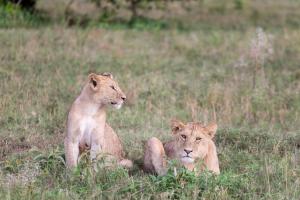 melia serengeti lodge member of melia collection