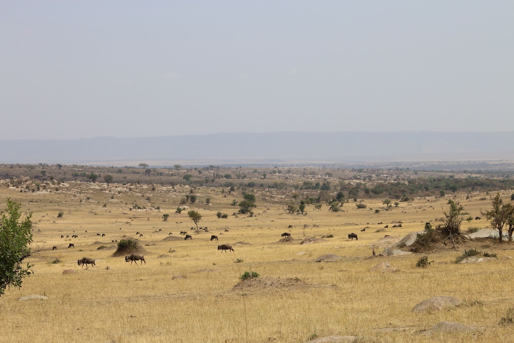 serengeti