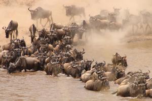 gnu mara river camp