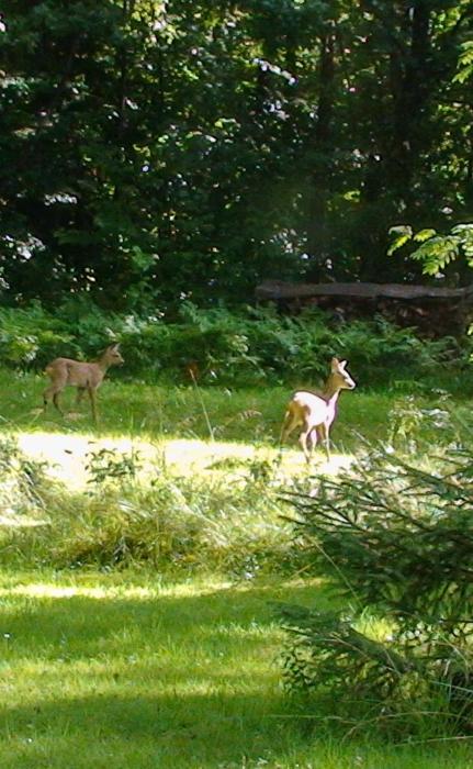 evika boutique hotel