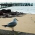 cowes